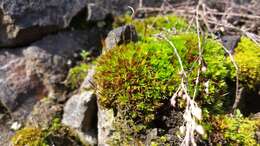 Image of tortula moss