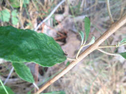 Слика од Croton argyranthemus Michx.