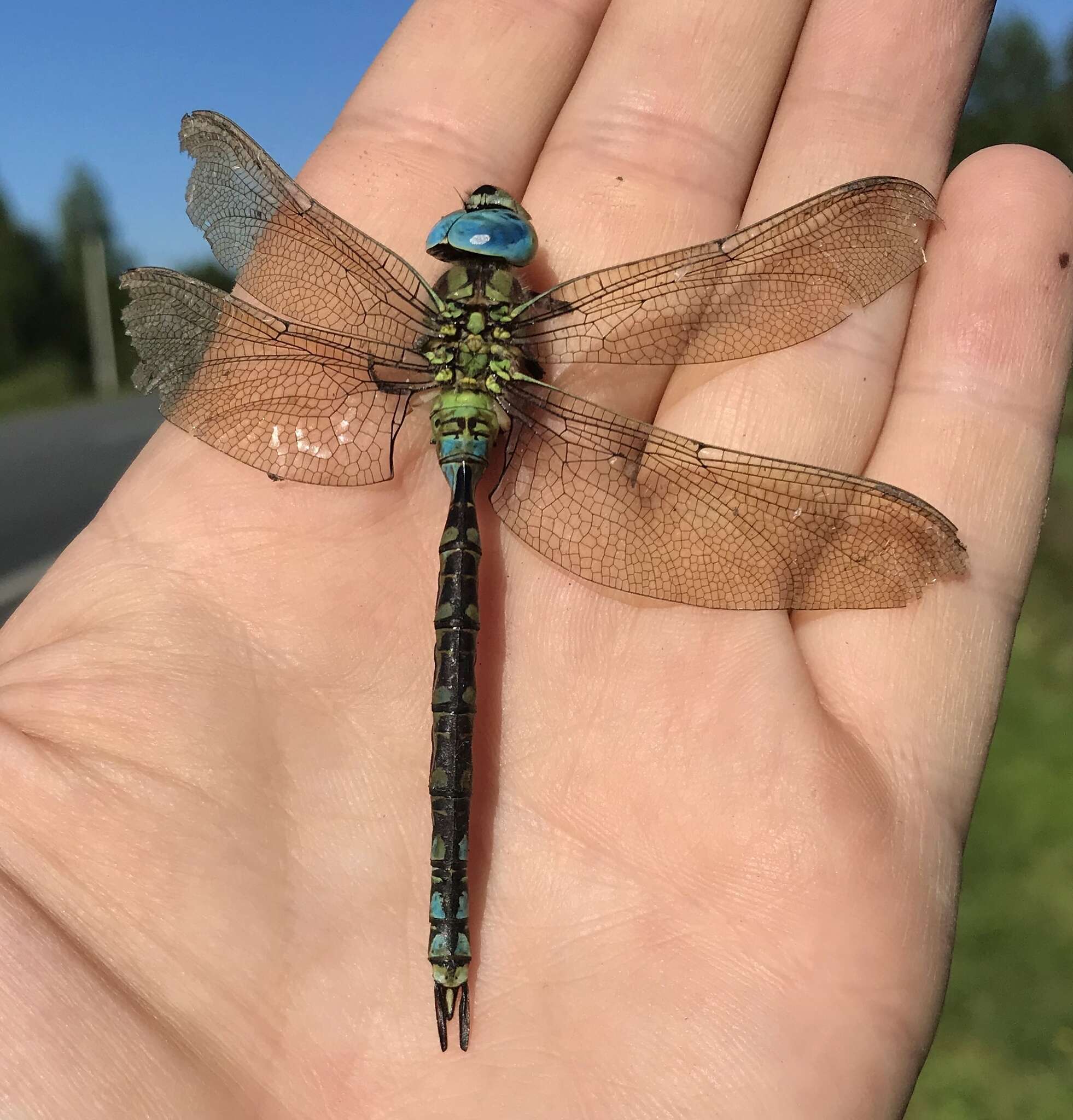 Image of Green Hawker