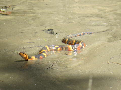 Image of Banded Water Snake