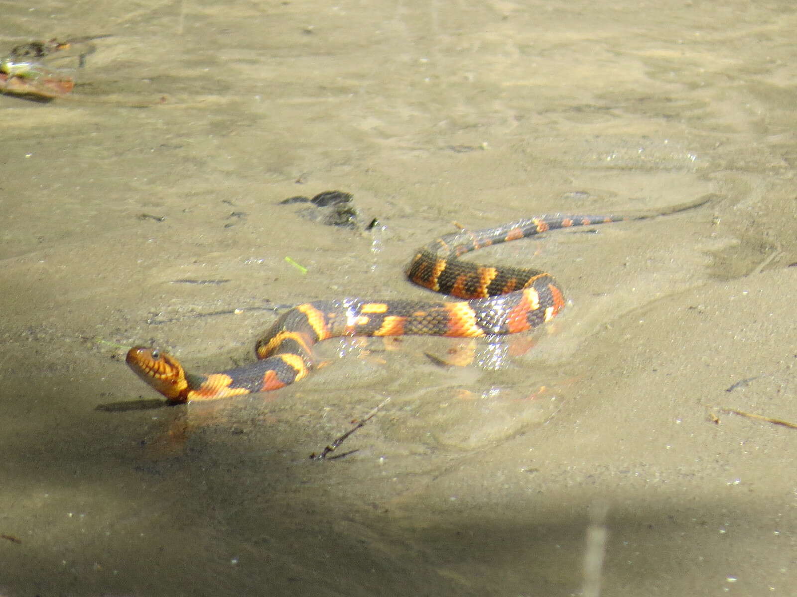 Image of Banded Water Snake