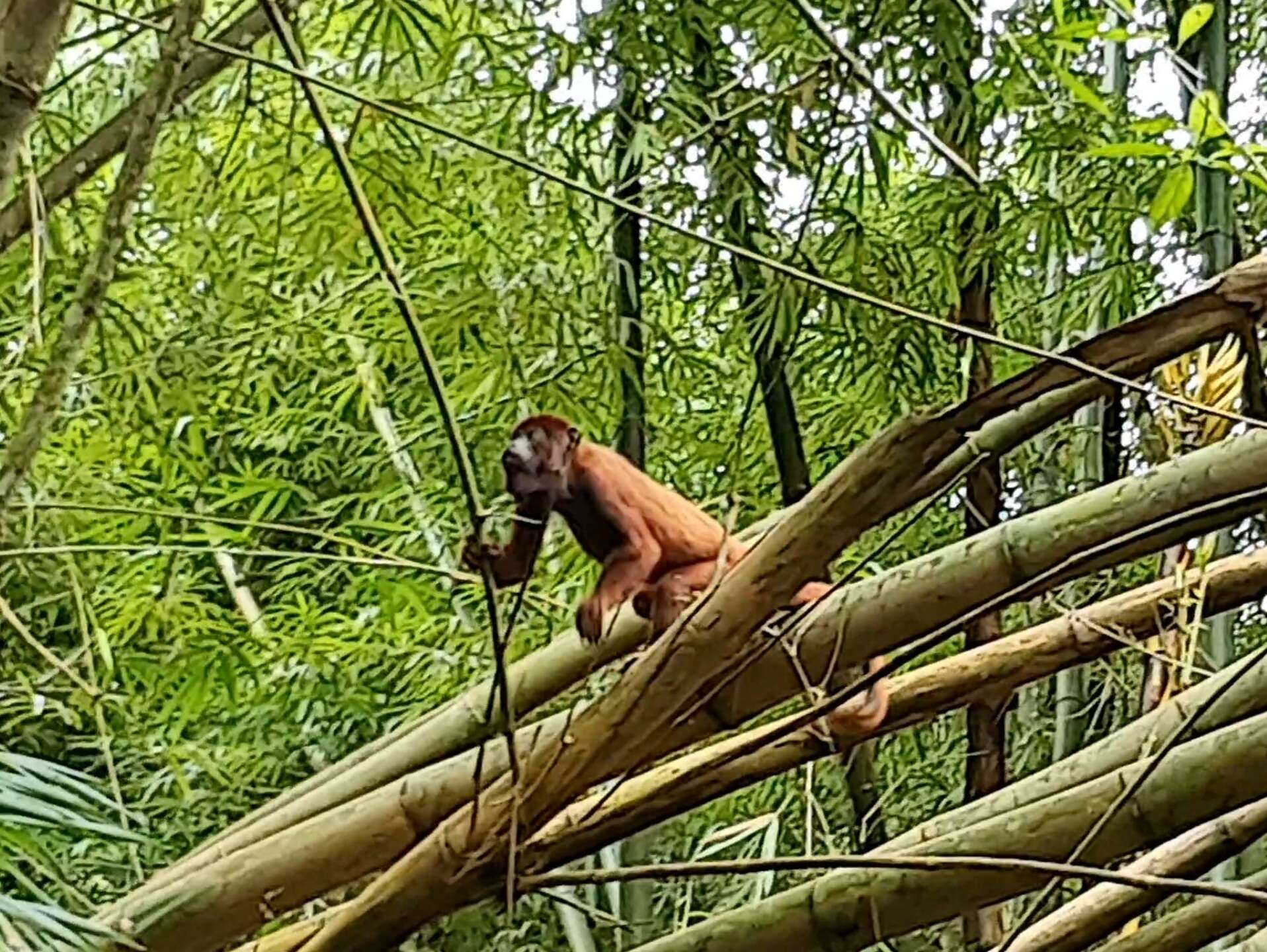 Imagem de Alouatta macconnelli Elliot 1910