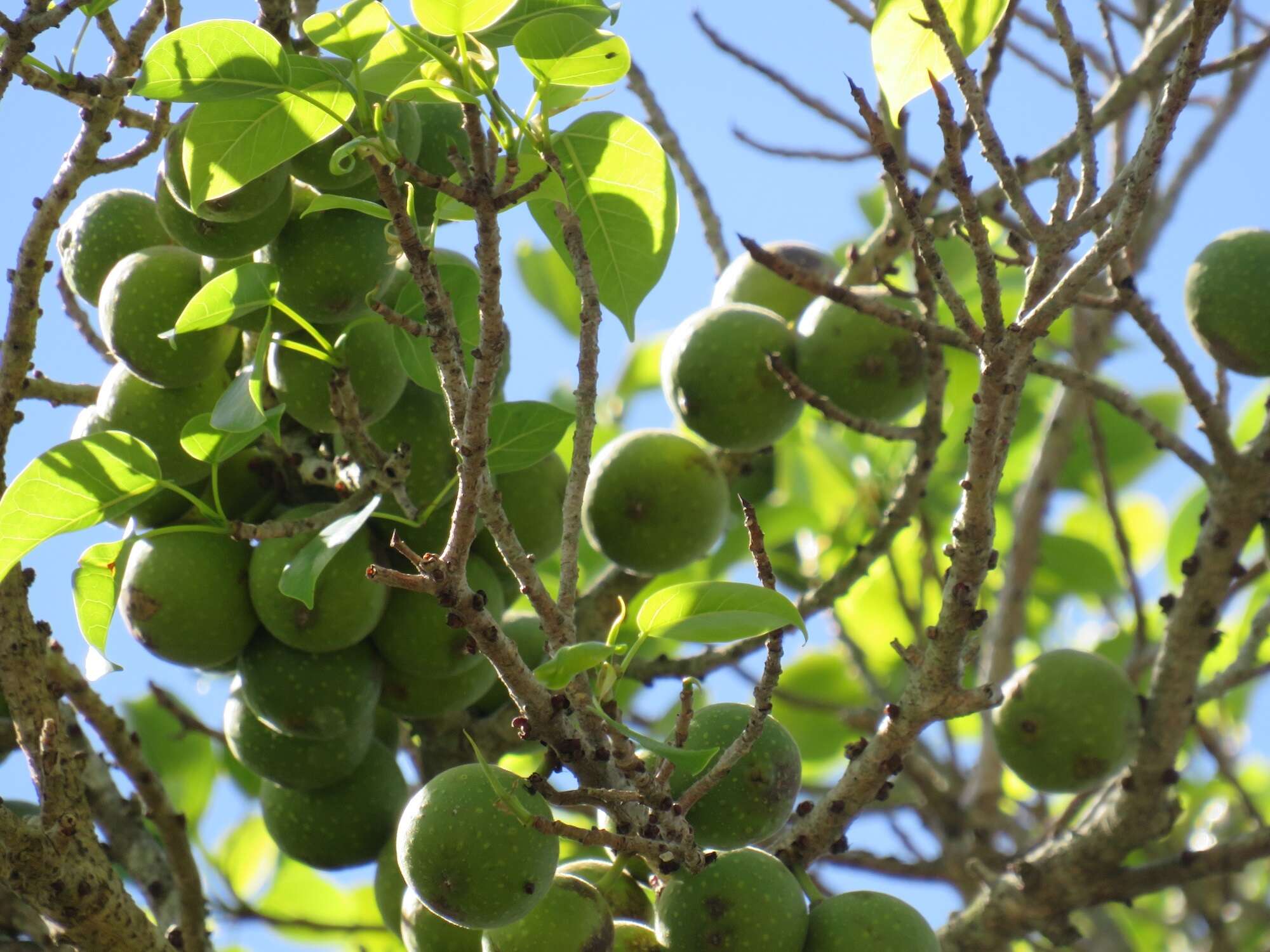 Ficus polita subsp. polita的圖片