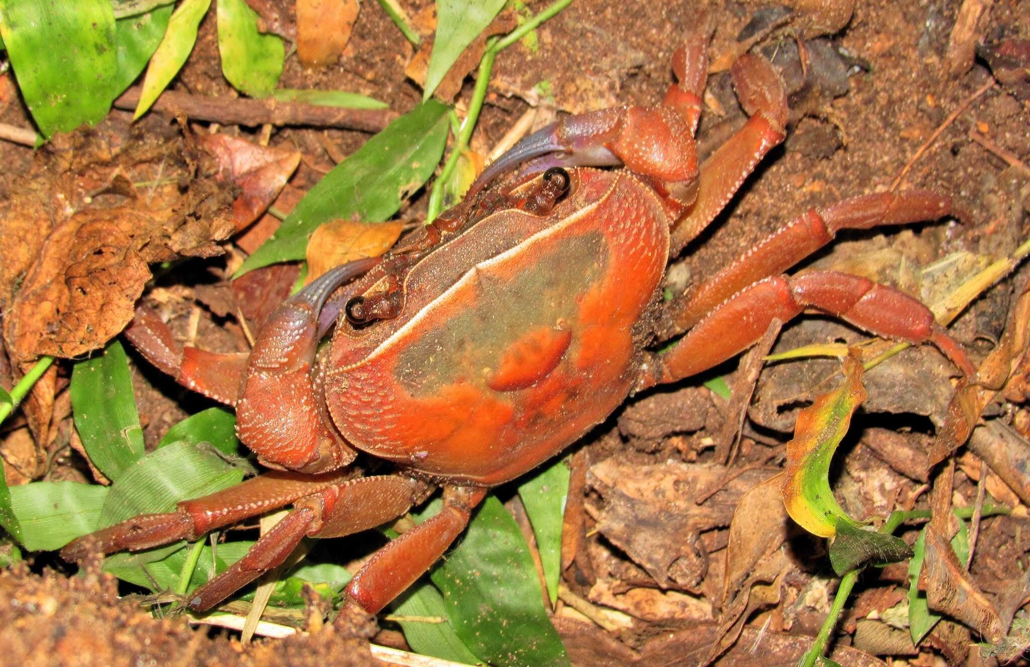 Image of Natal River Crab