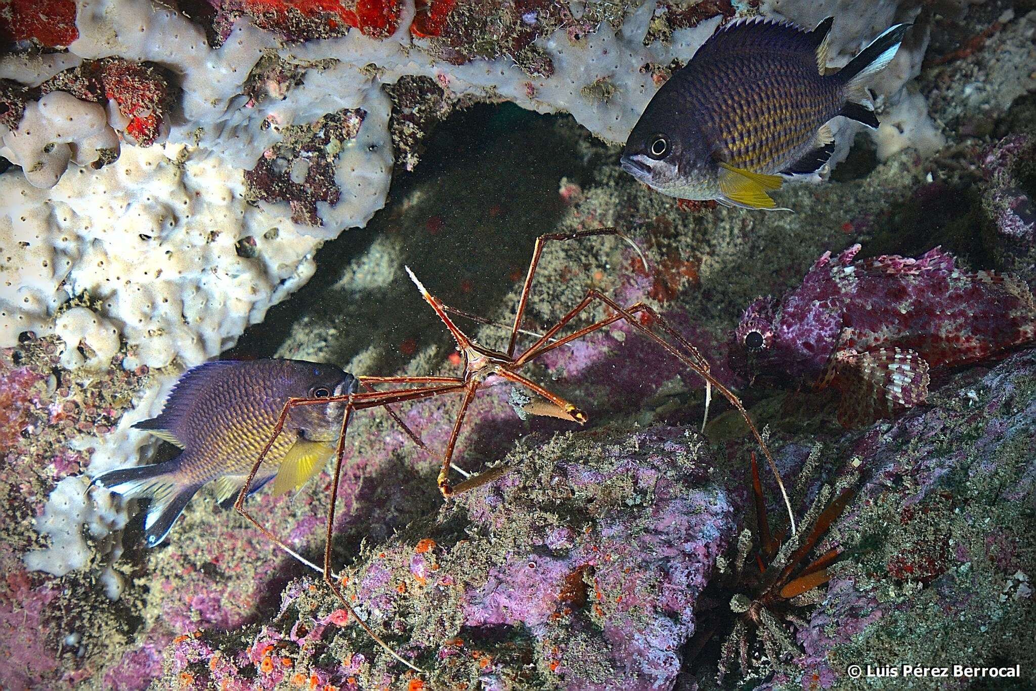 Image of Azores Chromis