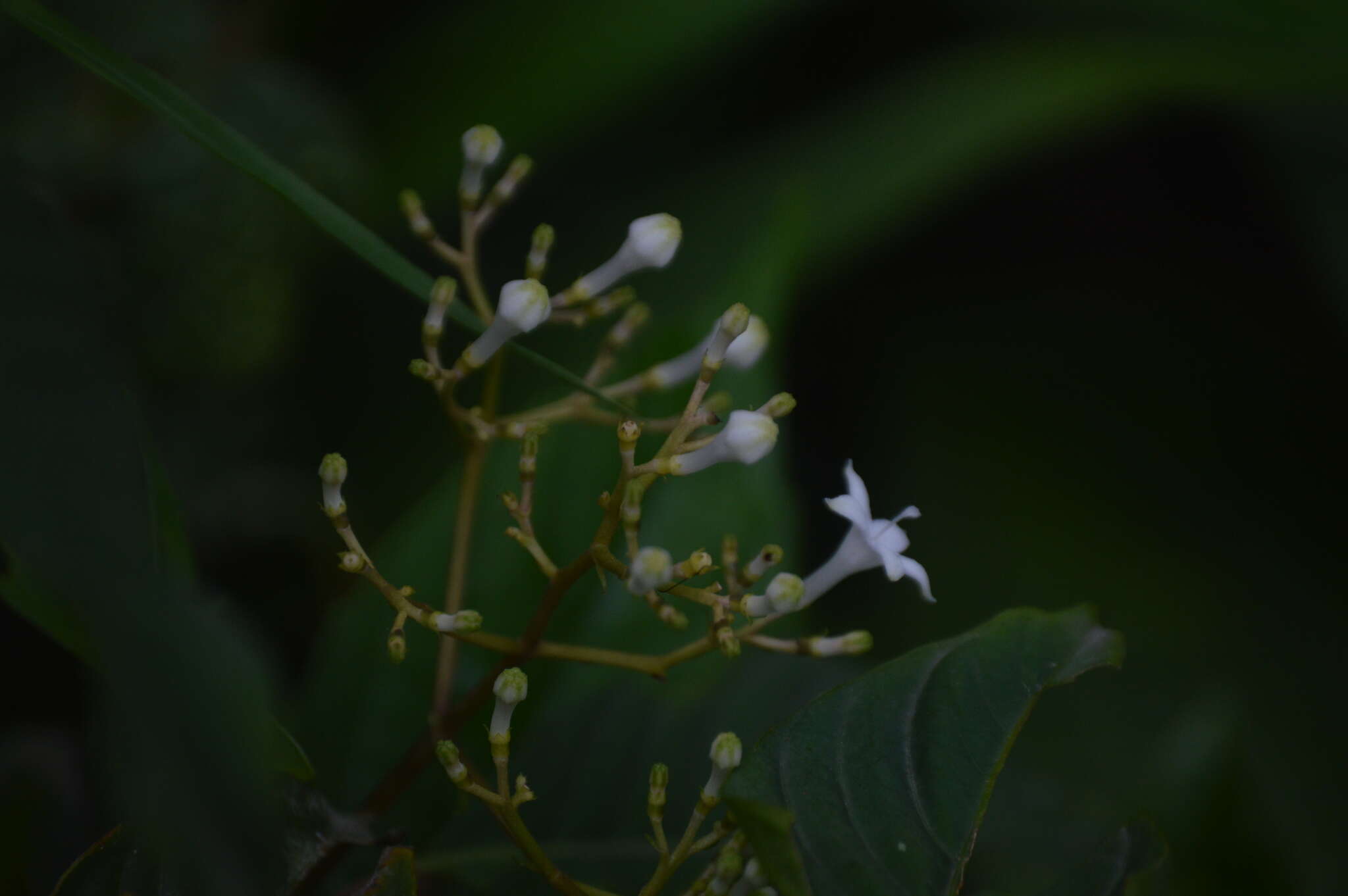 Plancia ëd Palicourea galeottiana M. Martens