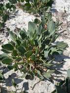 Image of Lepidium cartilagineum (J. Mayer) Thell.