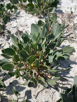 Image de Lepidium cartilagineum (J. Mayer) Thell.