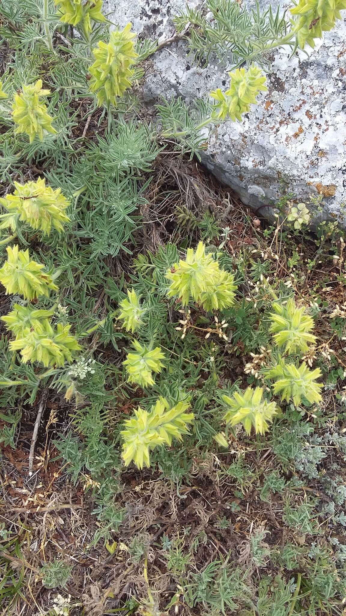 Image of Salvia scabiosifolia Lam.