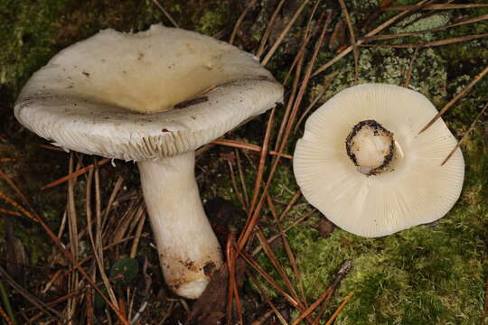 Image of Russula perlactea Murrill 1943