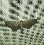 Image of Idaea infirmaria Rambur 1833