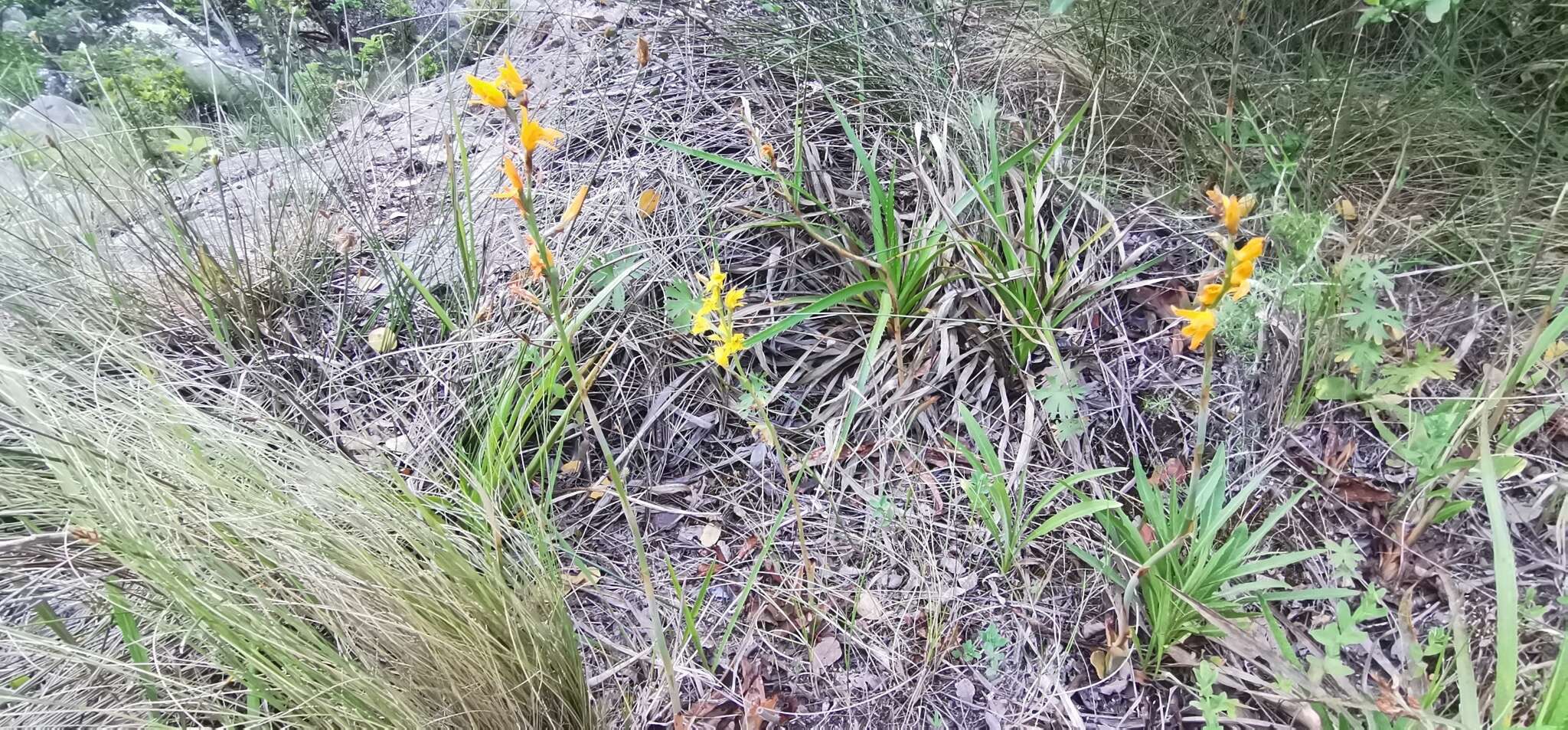 Image of Chloraea chrysantha Poepp.