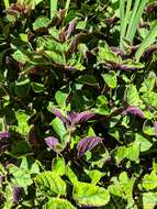 Image of speckled spur flower