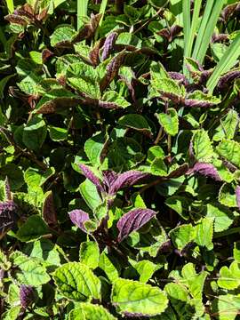 Image de Plectranthus ciliatus E. Mey.