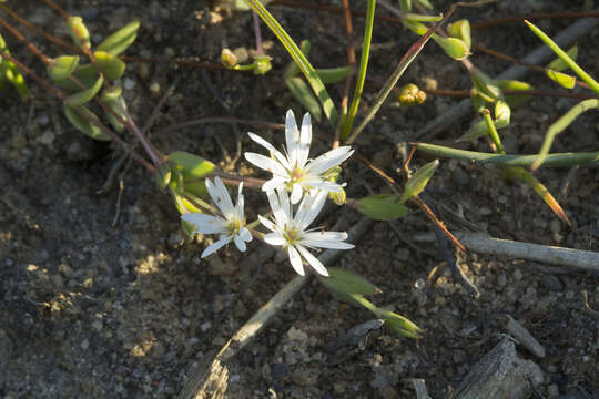 Imagem de Stellaria humifusa Rottb.