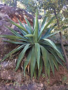 Image of Agave inaequidens subsp. barrancensis Gentry