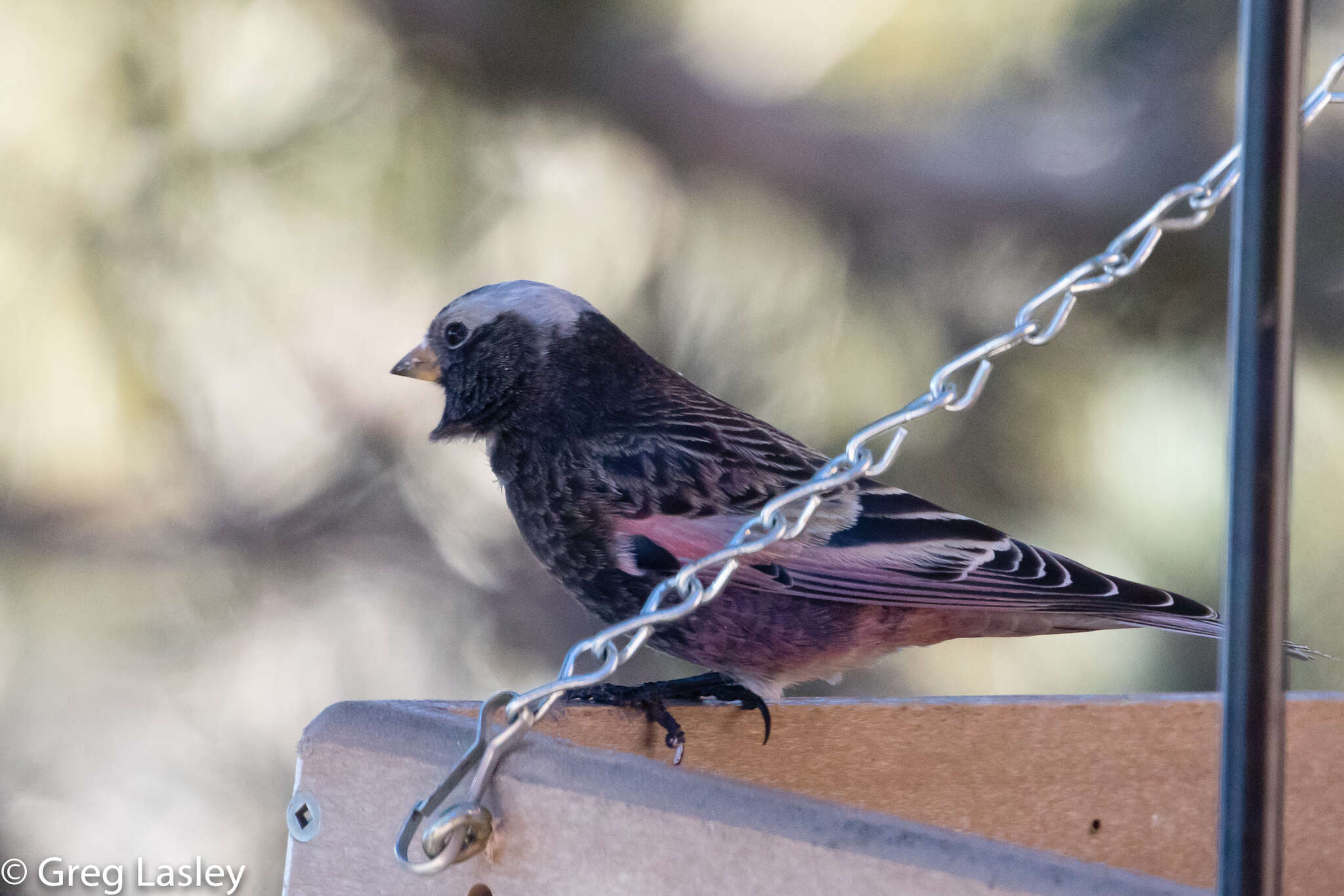 Image of Black Rosy Finch