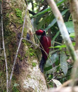 Image of Crimson-backed Flameback