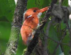 صورة Corythornis madagascariensis (Linnaeus 1766)