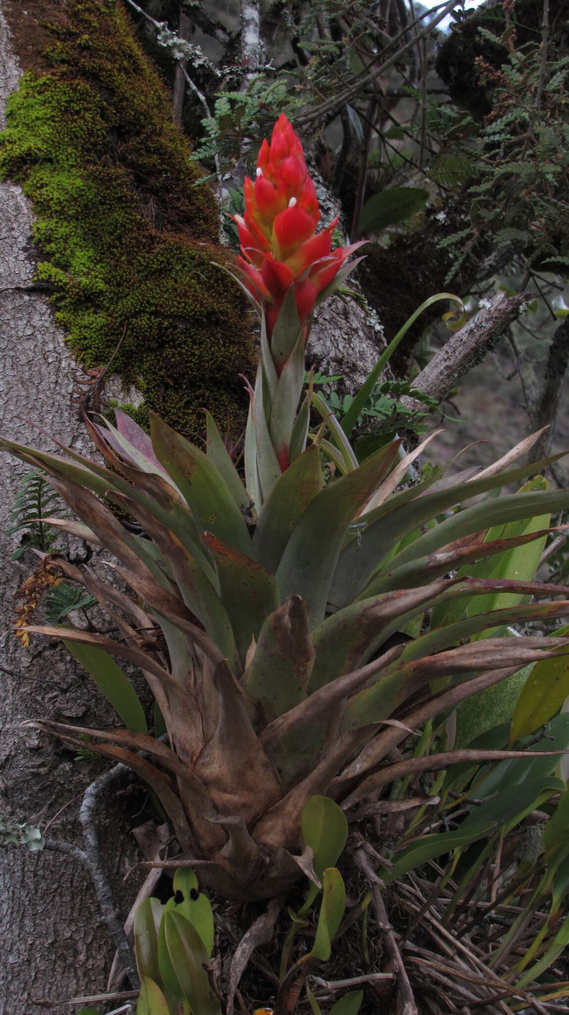 Tillandsia turneri Baker resmi