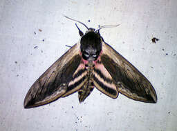 Image of privet hawk-moth