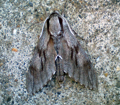 Image of Pine hawkmoth