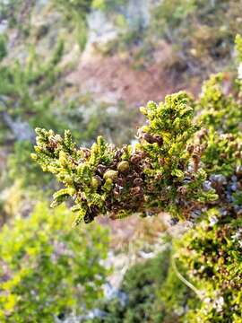 Слика од Pilgerodendron uviferum (D. Don) Florin