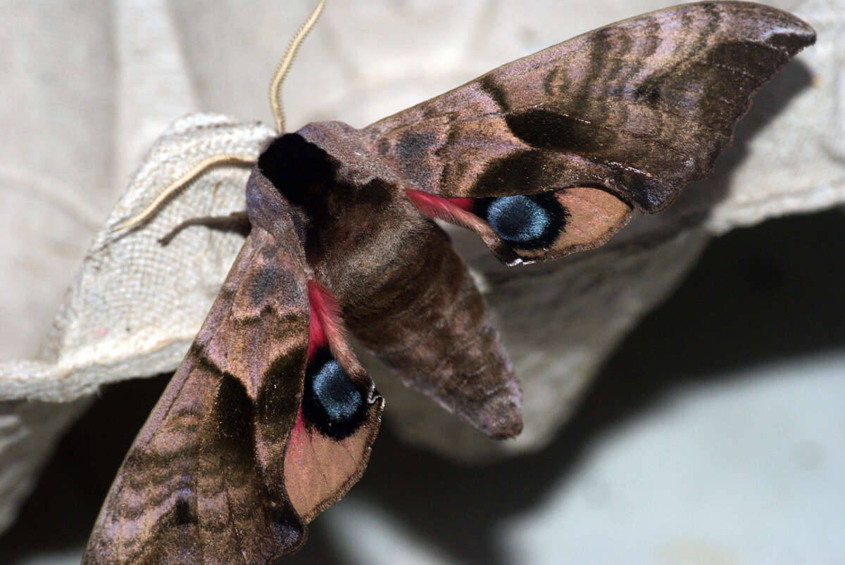 Image of Smerinthus ocellatus