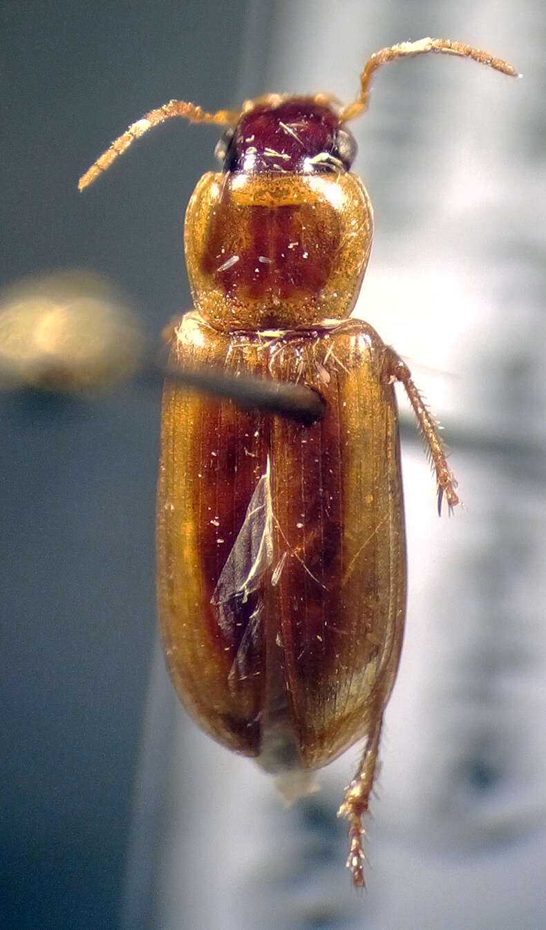 Image of Stenolophus (Agonoderus) comma (Fabricius 1775)