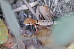 Image de Stenocercus erythrogaster (Hallowell 1856)