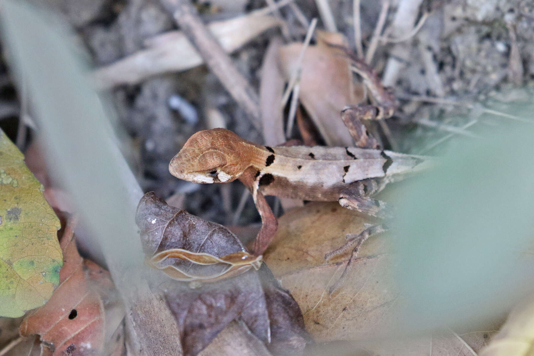 Image de Stenocercus erythrogaster (Hallowell 1856)