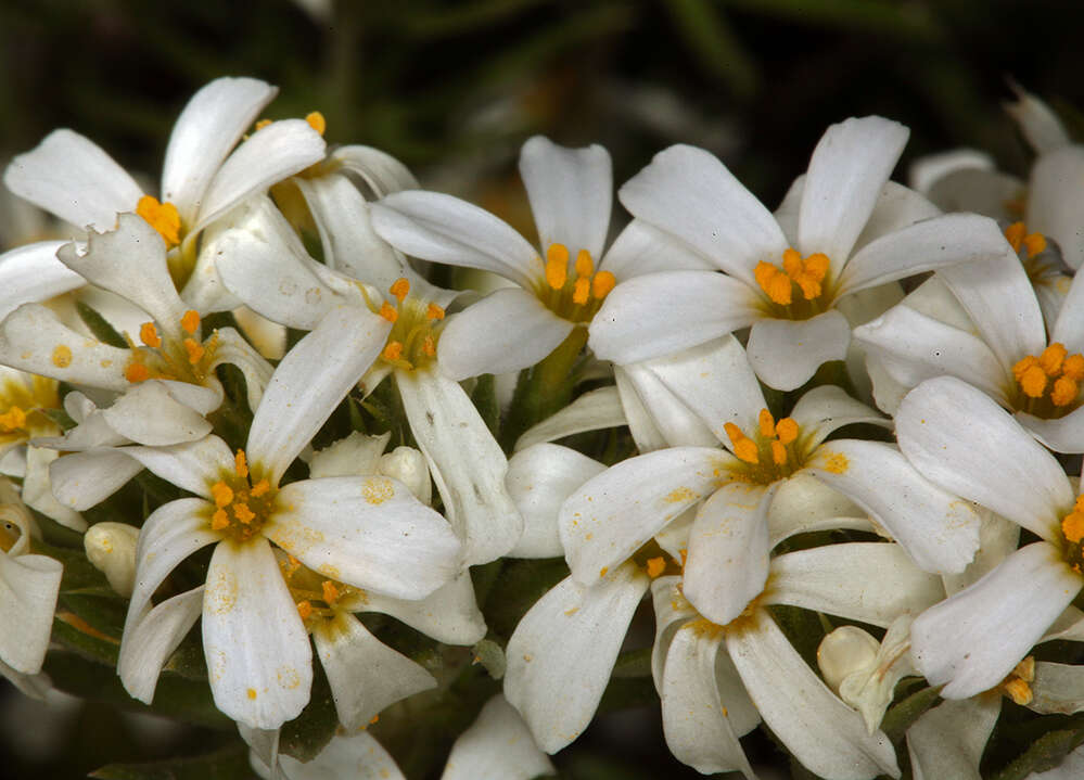 Image of Sierra linanthus