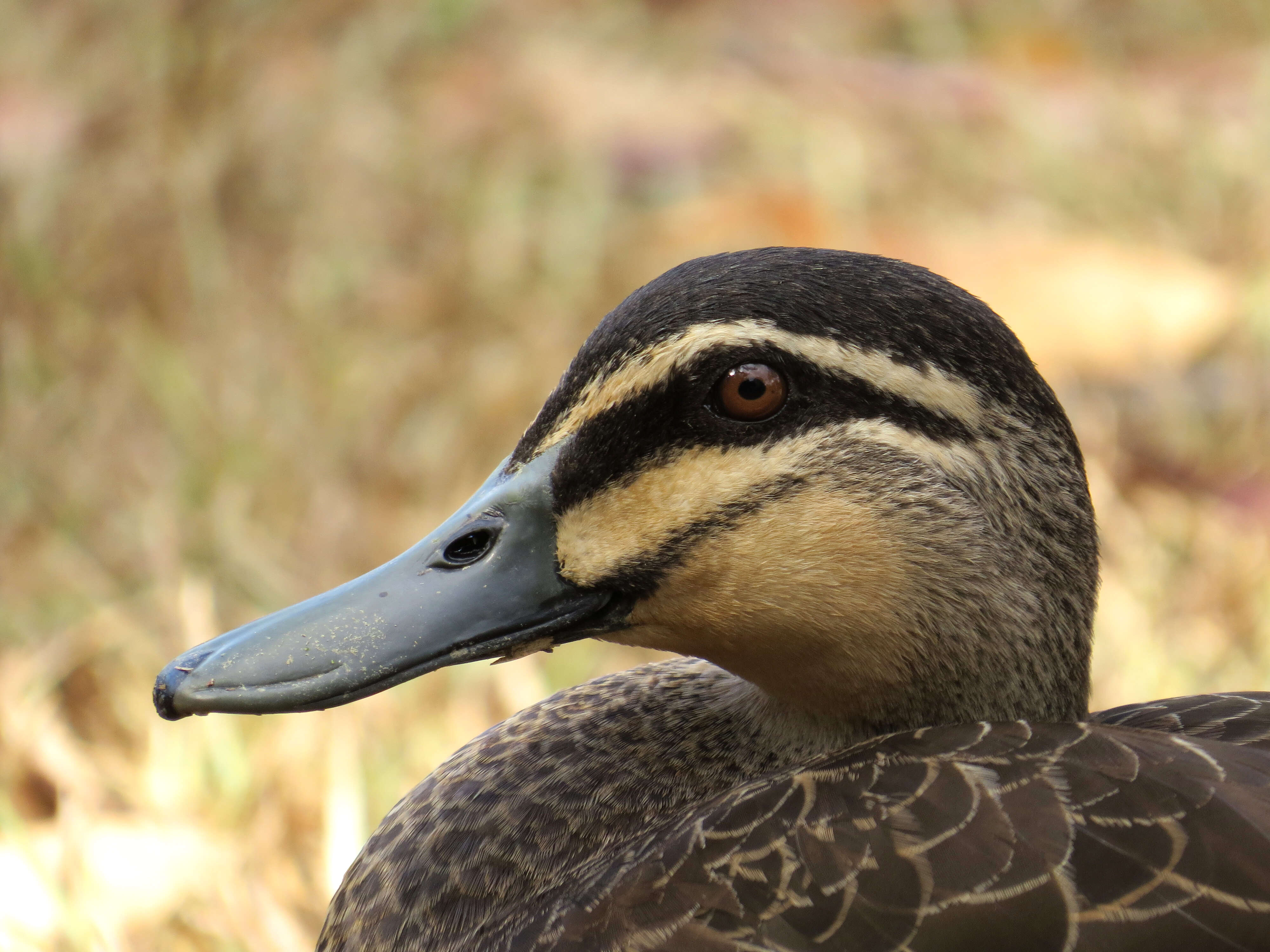 Image of Grey Duck