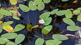 Image of Ottelia ovalifolia (R. Br.) Rich.