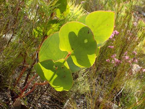 Image of Protea cordata Thunb.