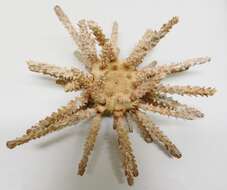 Image of blade-tipped tiara-urchin