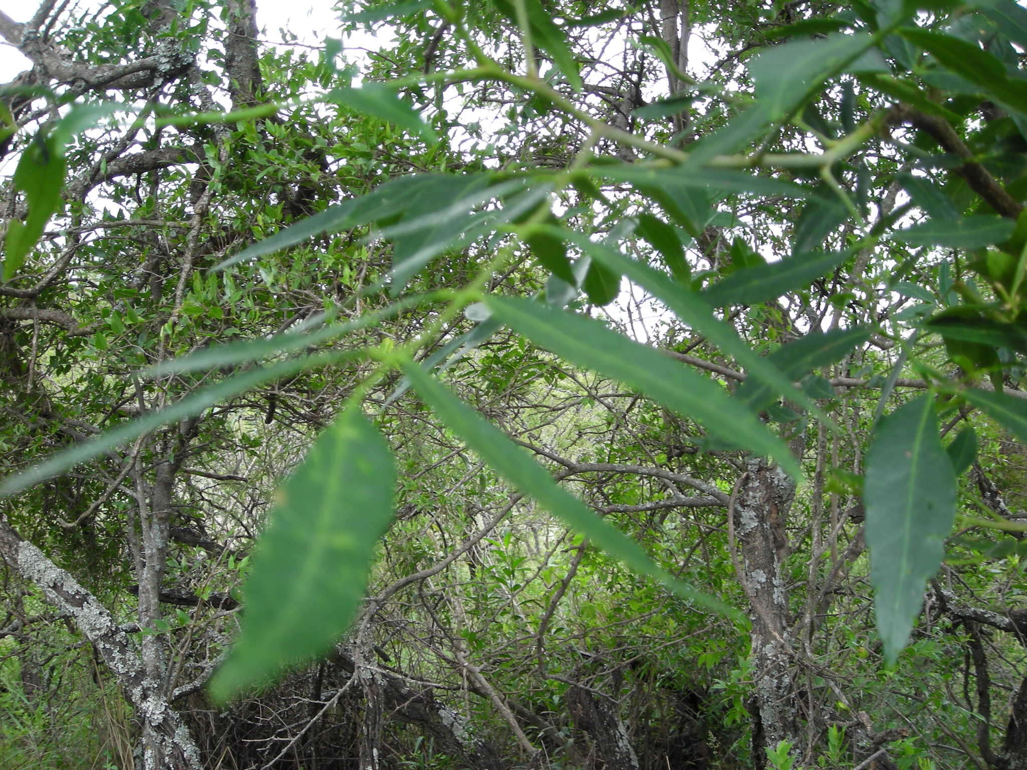 Image de Lithraea molleoides (Vell.) Engl.