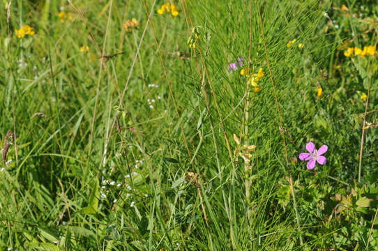 Imagem de Lathyrus pratensis L.