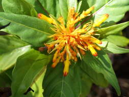 Image of Palicourea triphylla DC.