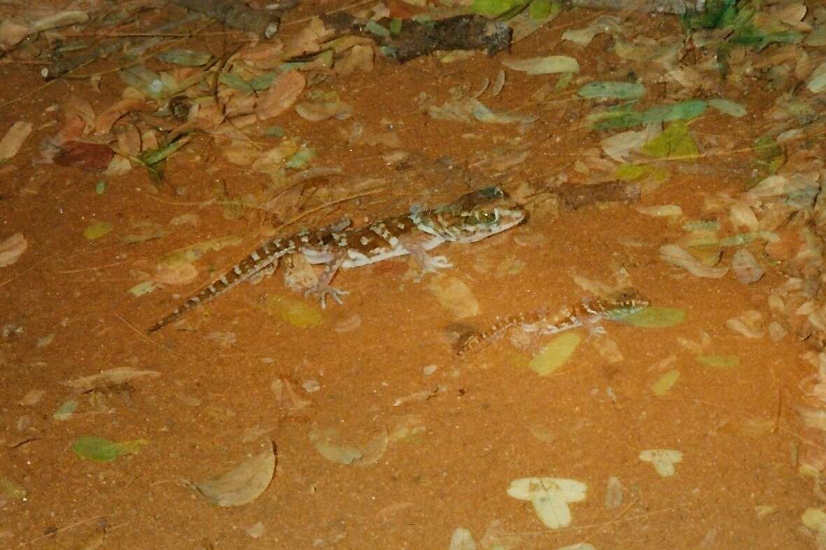 Image of Panther Gecko