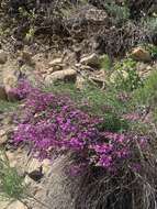 صورة Astragalus coltonii M. E. Jones