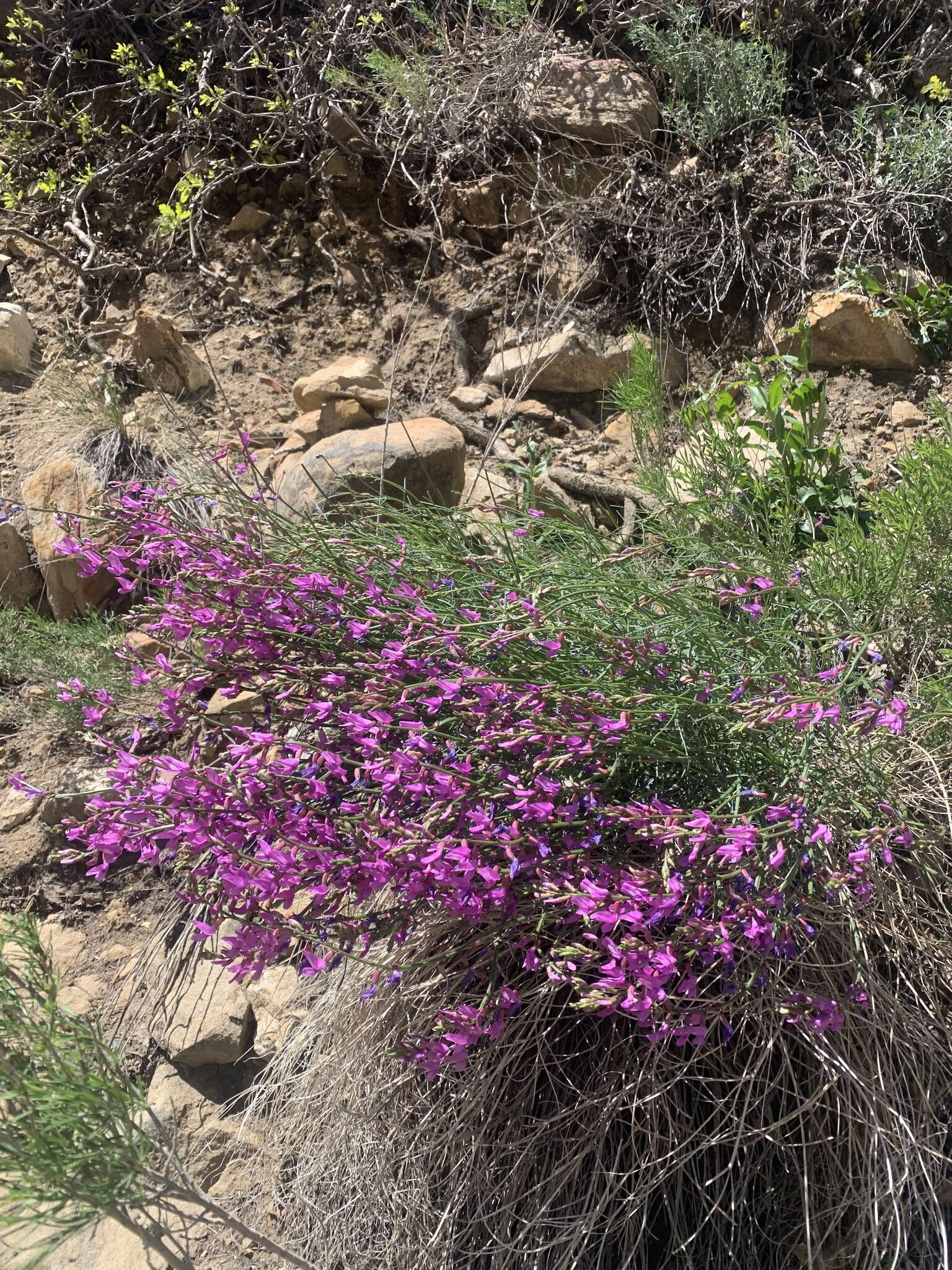 Plancia ëd Astragalus coltonii M. E. Jones