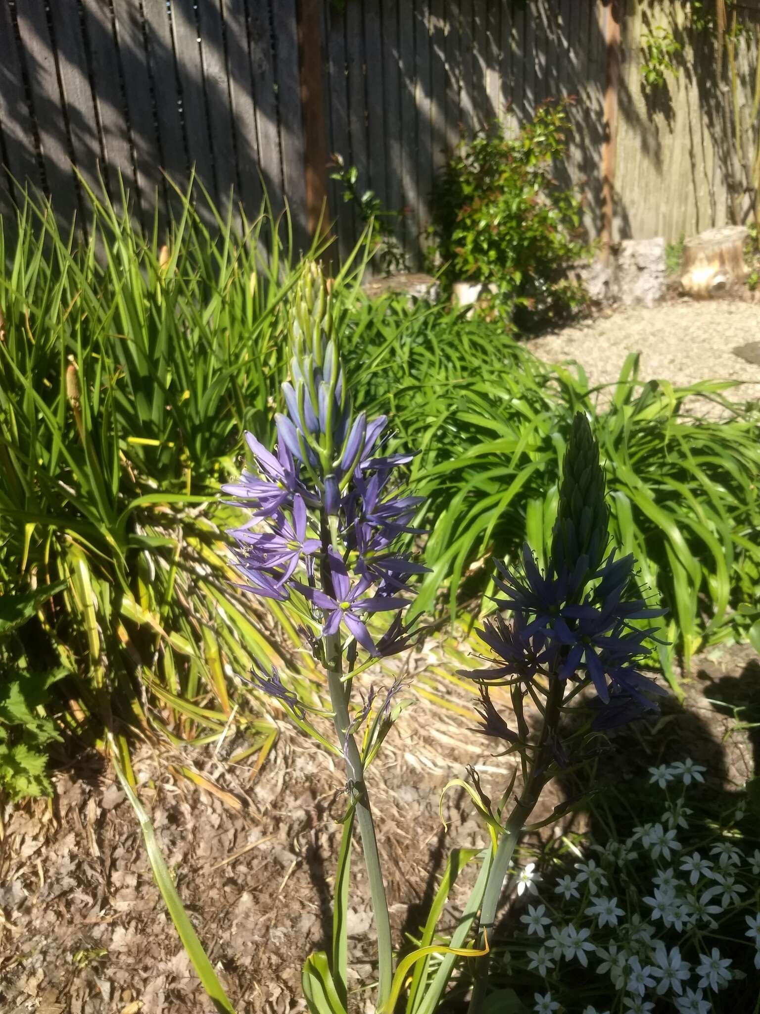 Imagem de Camassia leichtlinii subsp. suksdorfii (Greenm.) Gould