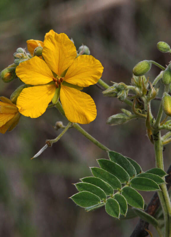 Senna lindheimeriana (Scheele) H. S. Irwin & Barneby resmi