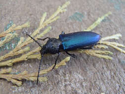 Image of Long-horned beetle