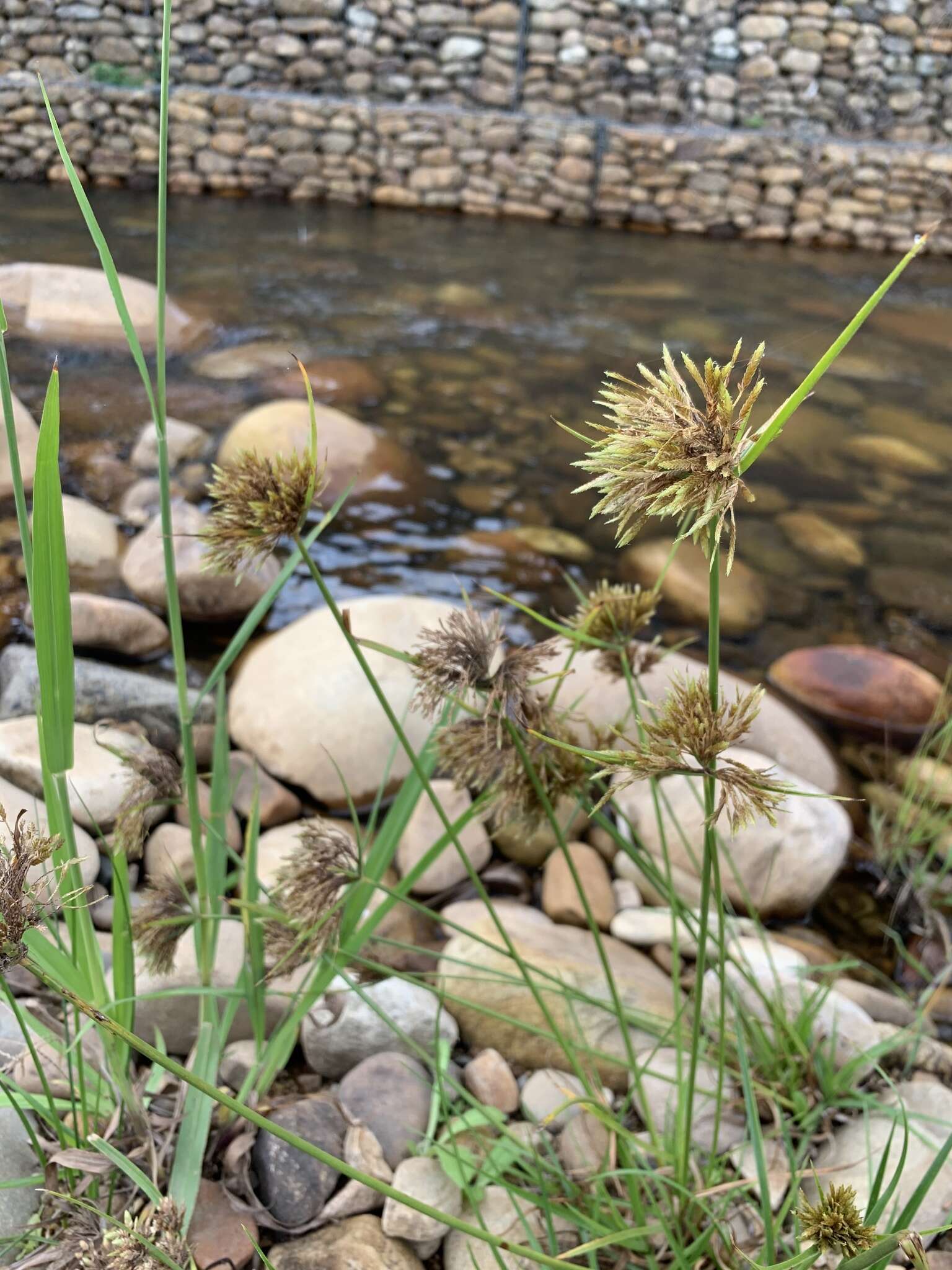 Image of manyspike flatsedge