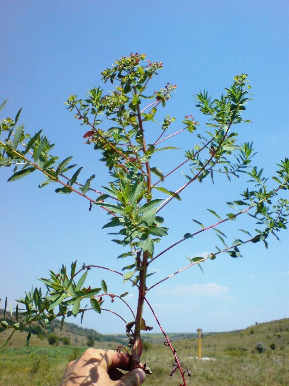 Image de Euphorbia valdevillosocarpa Arvat & Nyár.