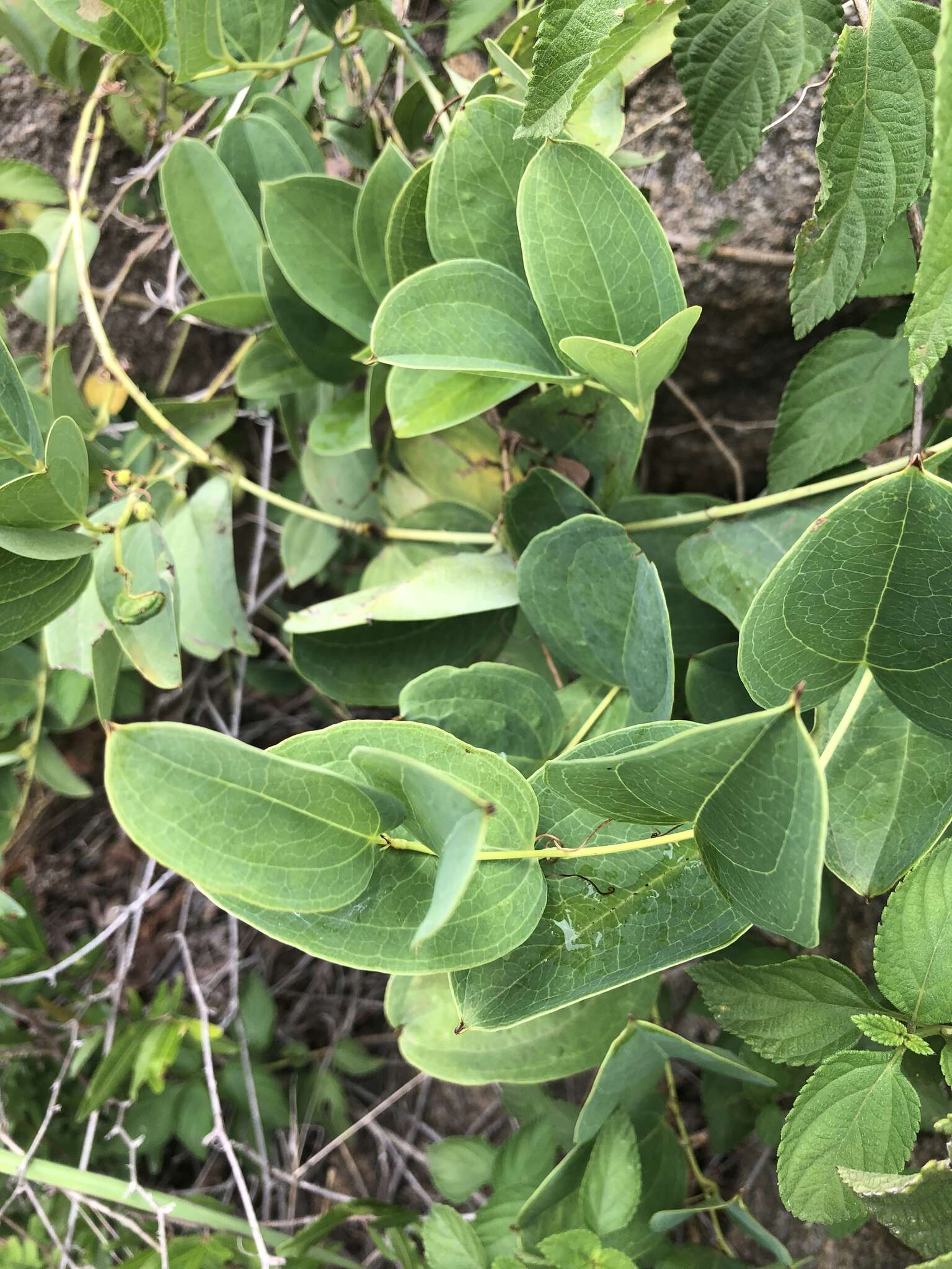 Image of Smilax