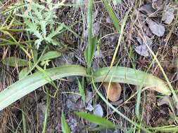 Image of Cooper's rein orchid