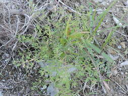 Image of Narrow-Leaf Paleseed